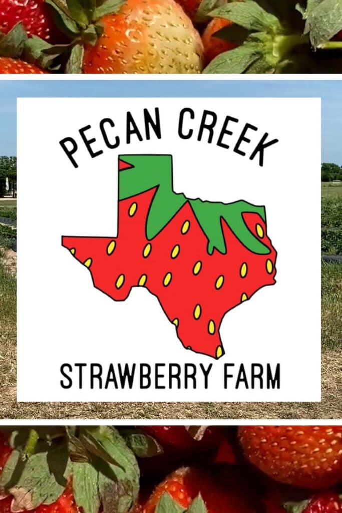 strawberries with the logo from pecan creek strawberry farm in pilot point tx
