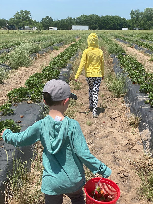 two kids wandering the rows of strawberries at pecan creek strawberry farm