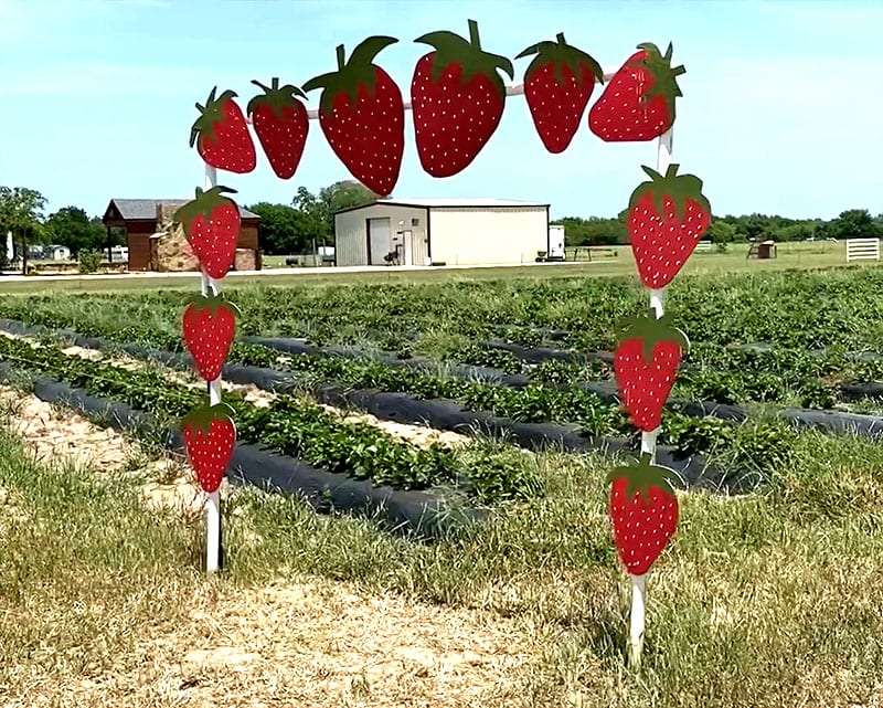 strawberry arch in the middle of pecan creek strawberry farm