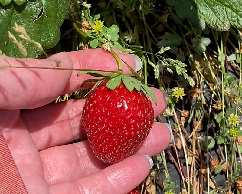 a large ripe strawberries from pecan creek strawbery farm in pilot point texas