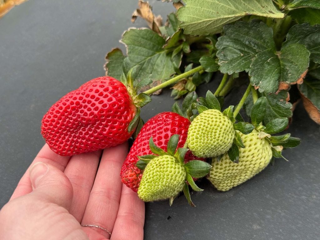 Bright red, big strawberries at Goober Bubs looking delicious