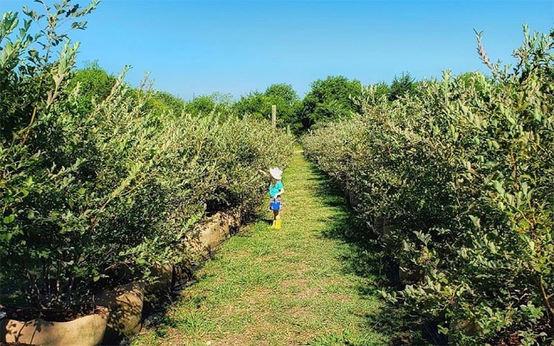 Blueberry Bushes fade into the horizon at Blase Family Farm