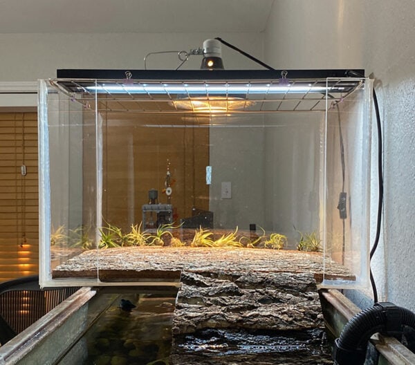 Creating the Perfect Indoor Habitat for Your Box Turtle: A Complete ...