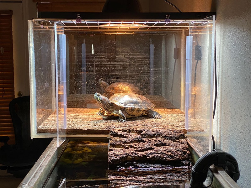 turtle basking in a custom made basking box