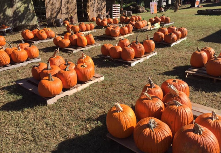 Favorite Pumpkin Patches in Dallas Fort Worth [2024] DFW Craft Shows