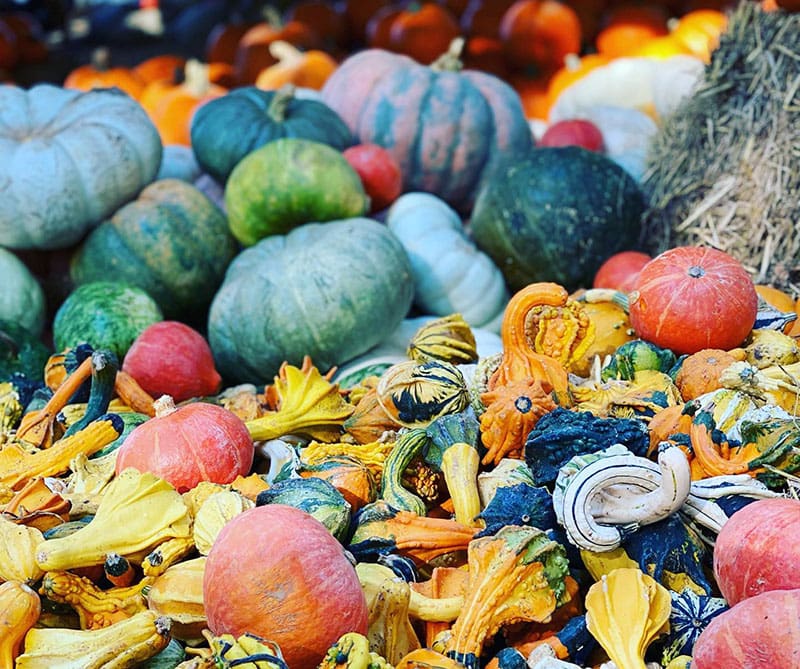 Colorful pumpkins of all shapes and sizes at Shadow Creek