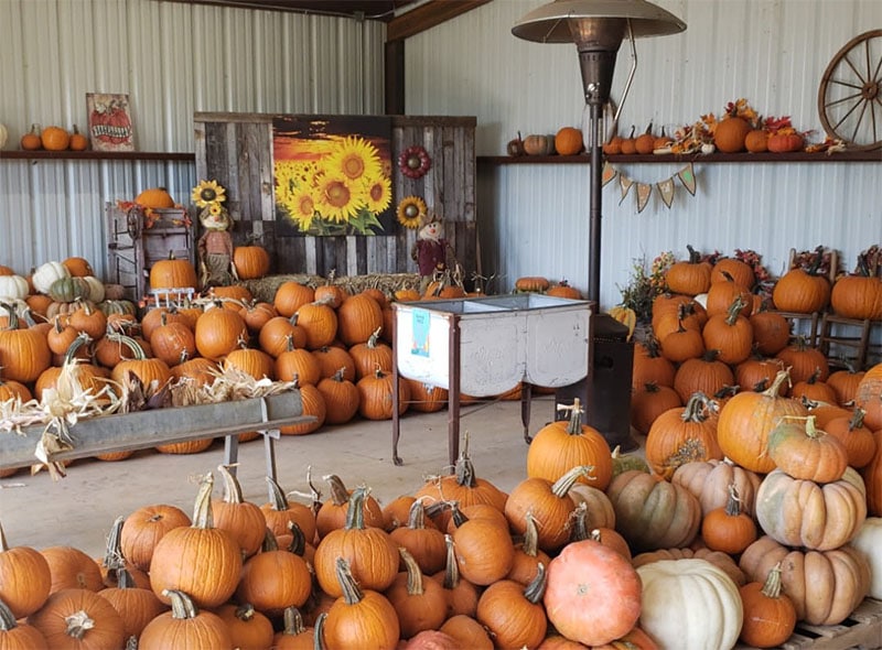 Pumpkin display with various colors and shapes all through Sunset Hill Tree Farm Market