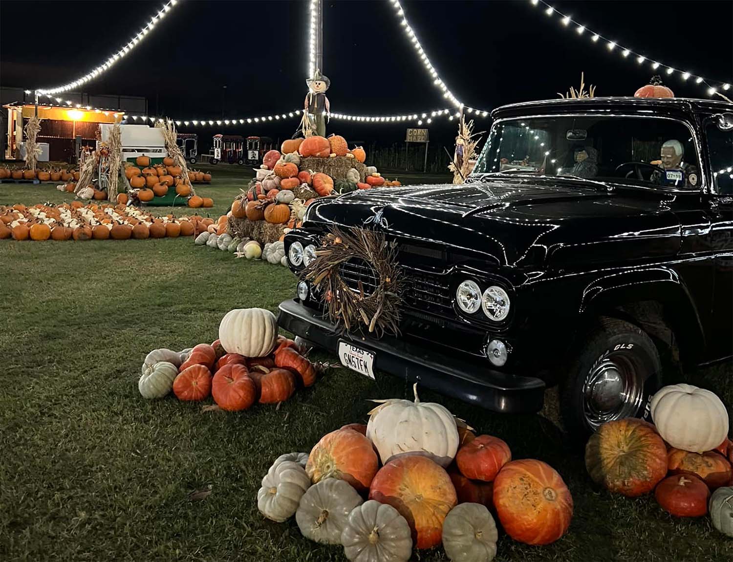 Christmas lights extend beyond a pumpkin patch, illuminating all the pumpkins and decorations against a night sky.  