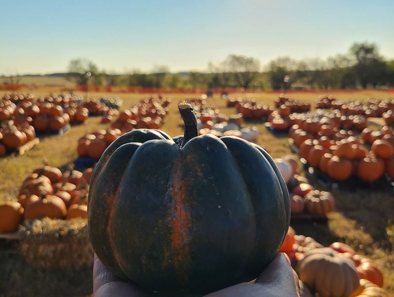 a palm size pumpkin against a large field full of pumpkins at cobbins