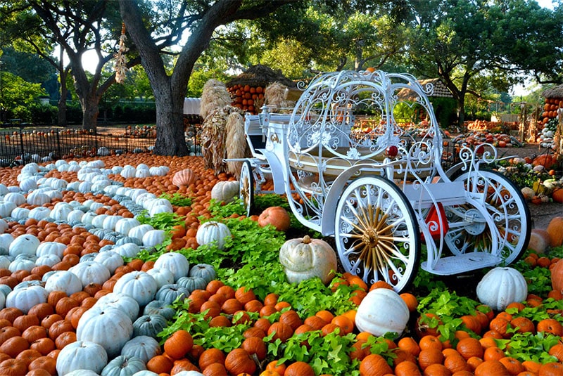 Amazing arrangement of a variety of pumpkins at the Dallas Arboretum