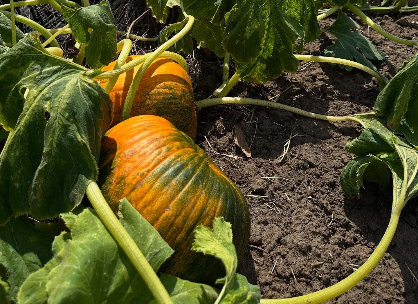 A field of greens can be seen with yellow orange pumpkins peeking out from underneath leaves