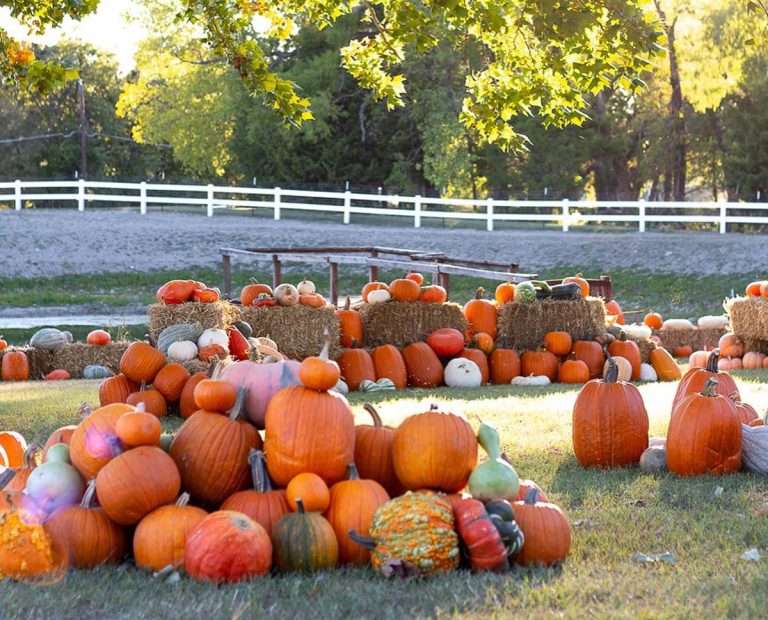 Favorite Pumpkin Patches in Dallas Fort Worth [2025] – DFW Craft Shows