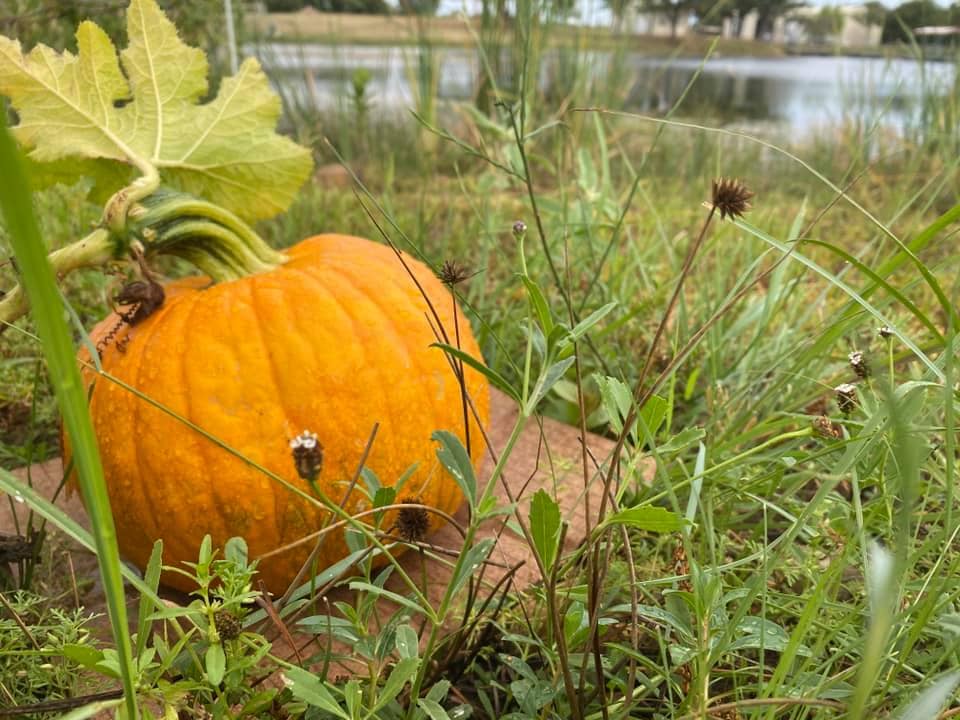 pumpkins growing in a field
