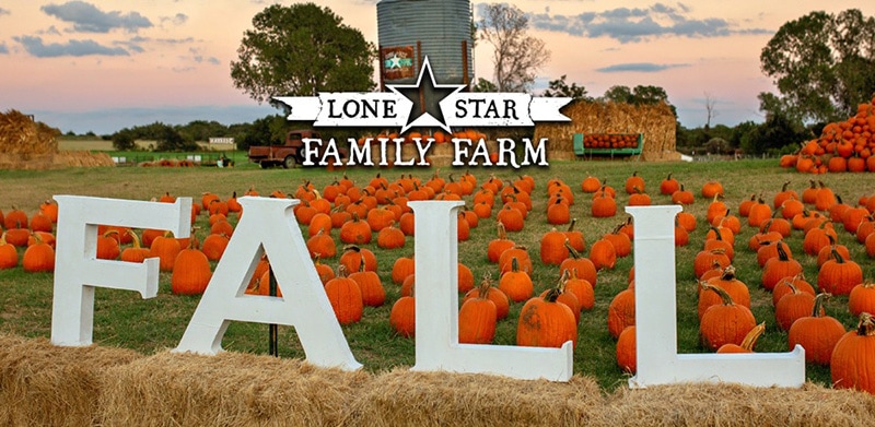 Large letters spelling FALL in a giant field of pumpkins