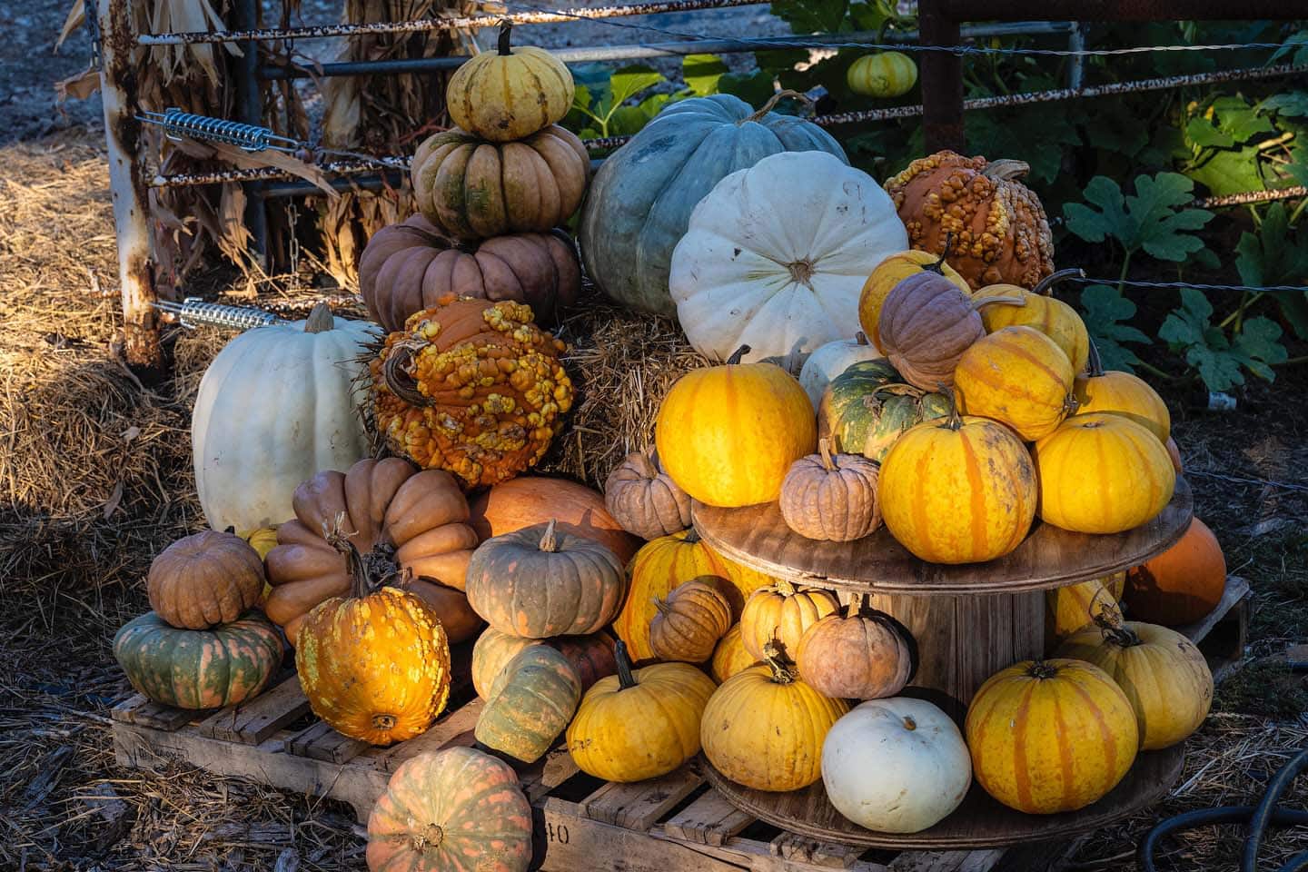 Pumpkins of all shapes, sizes, and colors piled on and on at Sunset Farm Trail