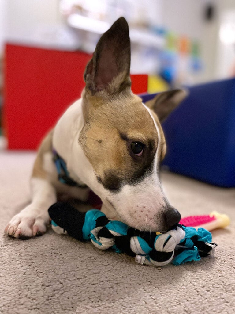 a cute puppy sniffs a DIY dog puzzle toy 