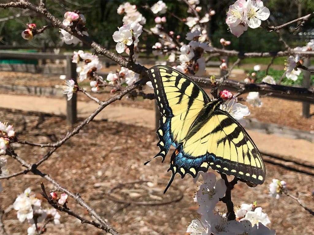 A beautiful yellow butterfly with blue tip wings sits on a cherry blossom-esque plant at the fort worth botanical gardens