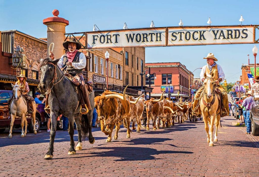 Several longhorns are being herded through the Fort Worth Stockyards twice daily