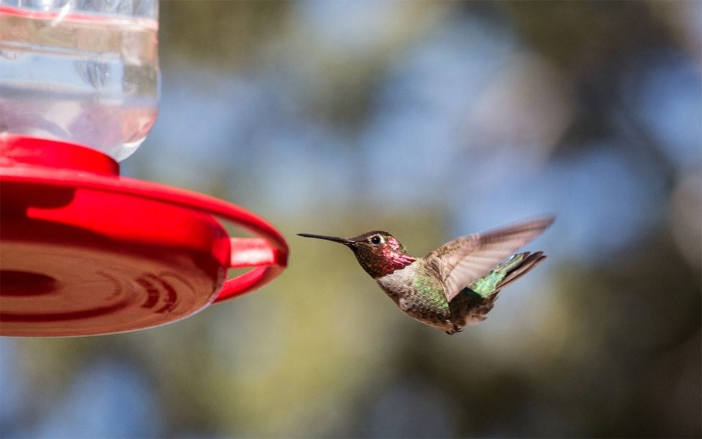 A diy hummingbird feeder hangs from a large oak tree. A hummingbird hovers right next to the red base of the feeder