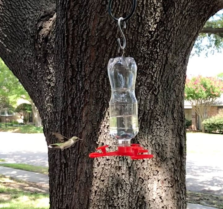 A diy hummingbird feeder hangs from a large oak tree. A hummingbird hovers right next to the red base of the feeder