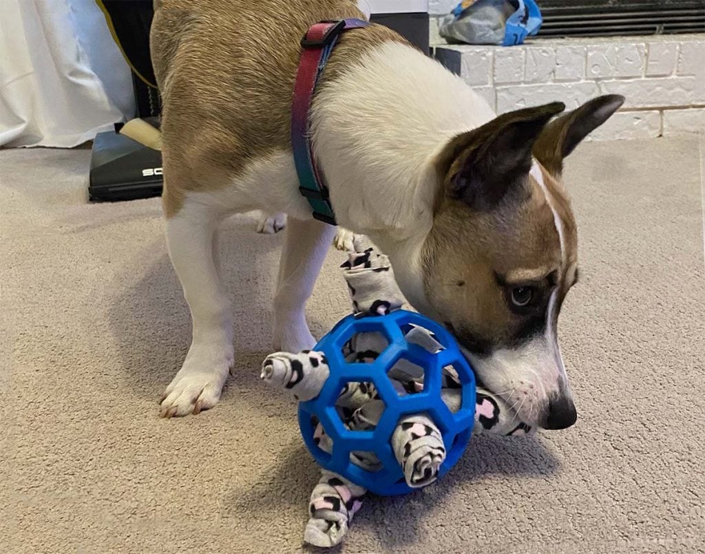 A short beige and white dog plays with a blue holee roller based homemade snuffle ball
