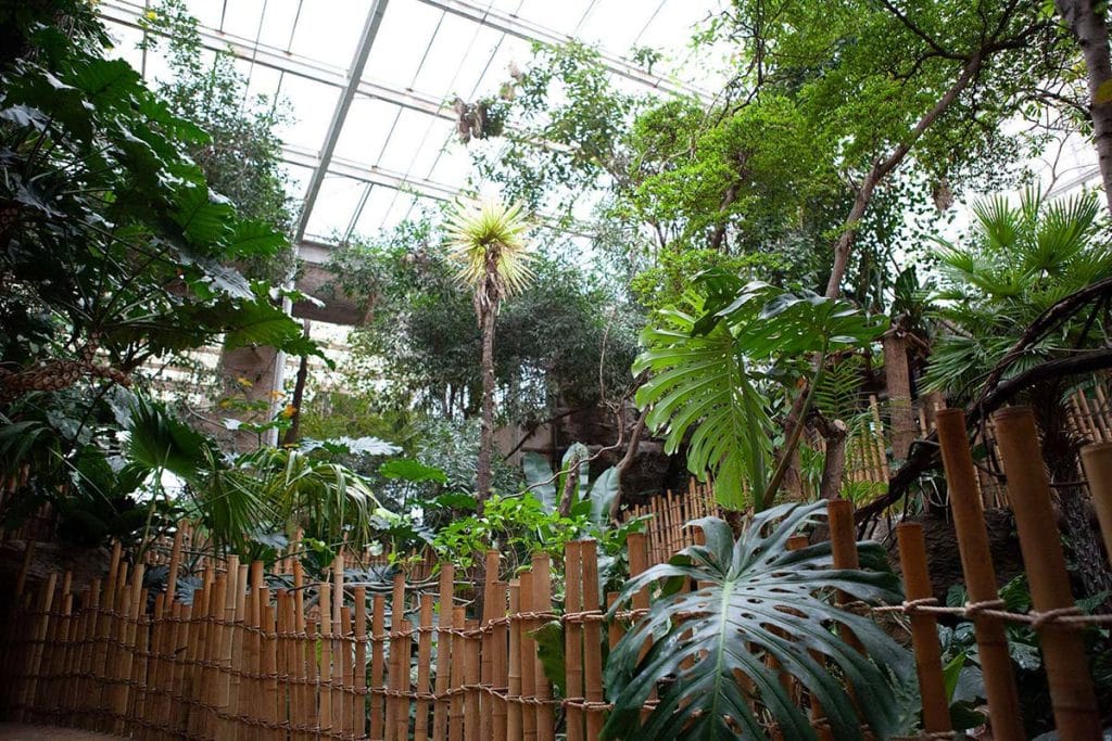 Lush indoor tropical paradise awaits within the Dallas World Aquarium