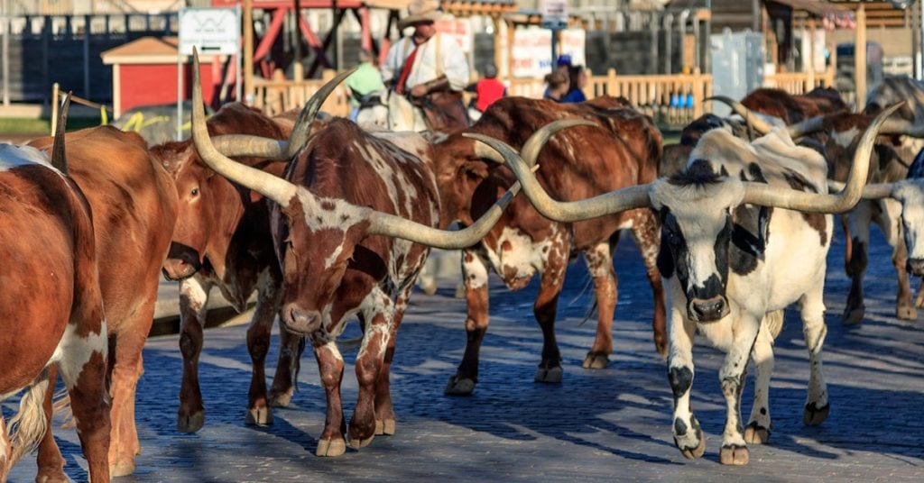 Stockyards cattle drive with several longhorns