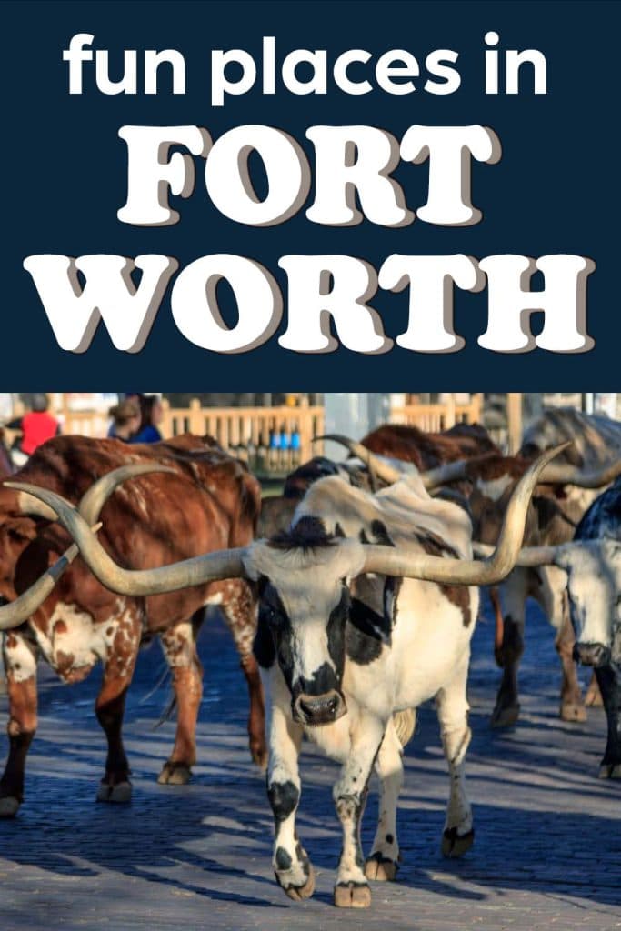Stockyards cattle drive with several longhorns under text that reads "fun place in fort worth"