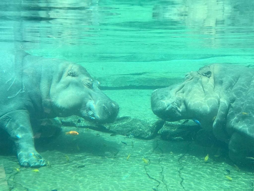 Hippos face each other in an underwater view from the fort worth zoo